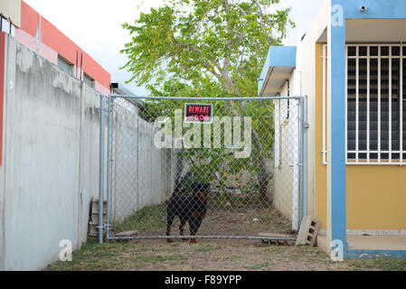 Chien derrière une clôture avec un panneau 'attention de Dieu'. Juana Diaz, Puerto Rico. L'île des Caraïbes. USA territoire. Banque D'Images