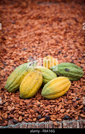 Fruits de cacao, Subre, Côte d'Ivoire Banque D'Images