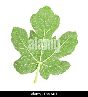 Fig leaf isolated on white Banque D'Images