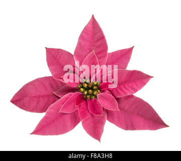 Poinsettia flower isolated on white background Banque D'Images