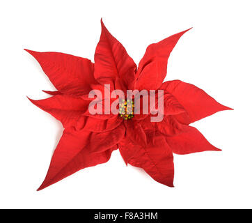 Poinsettia flower isolated on white background Banque D'Images