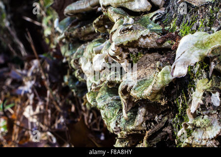 Les champignons poussant sur un arbre tombé branch Banque D'Images