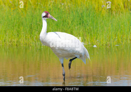 Grue blanche Grus americana ou gué d'oiseaux avec une jambe soulevée dans marsh Banque D'Images