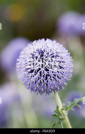 Trachycarpus fortunei 'Taplow Blue'. Globe thistle flower. Banque D'Images