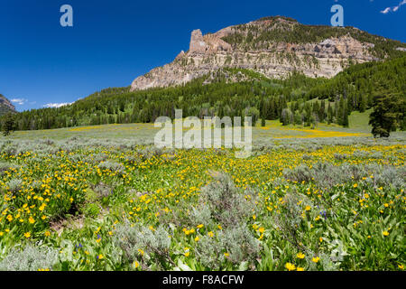 Deltoïdes wildflowers dans un pré en fleurs dans les Gros-ventres montagne, forêt nationale de Bridger-Teton, Wyoming Banque D'Images