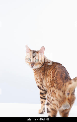 Bengal chat debout et regarde en arrière Banque D'Images