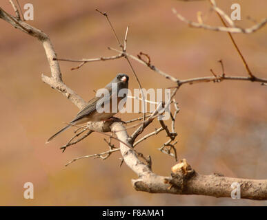 Le Junco ardoisé (Junco hyemalis) perché sur branche d'arbre Banque D'Images