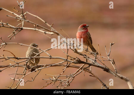 Les Roselins familiers mâles et femelles perché sur les branches d'arbres Banque D'Images