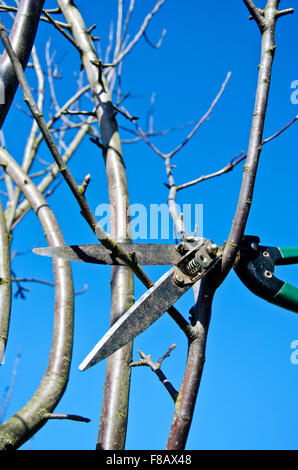 Sécateur pendu dans apple tree in spring garden Banque D'Images