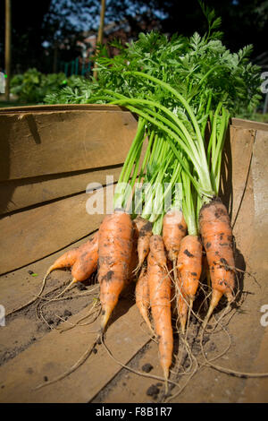Les carottes fraîchement récolté à partir d'un jardin Banque D'Images