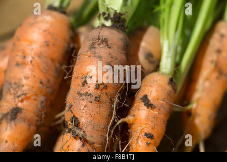 Les carottes fraîchement récolté à partir d'un jardin Banque D'Images