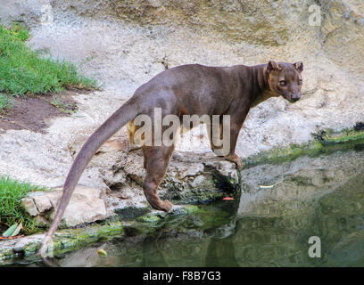 Fossa (Cryptoprocta ferox) est debout près de la rivière Banque D'Images