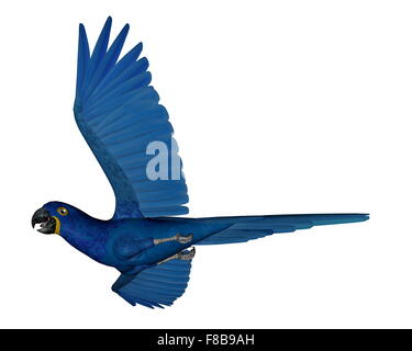 Hyacinth macaw, perroquet, battant isolé en fond blanc - 3D render Banque D'Images