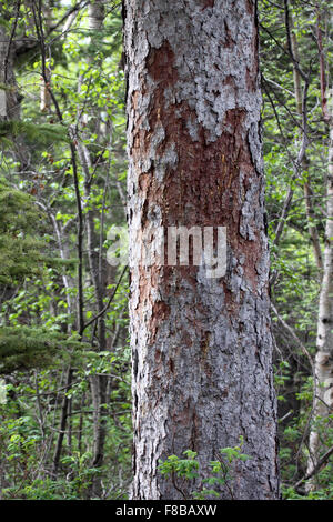 Grattements de l'ours sur le pin dans l'aménagement forestier au Canada Banque D'Images