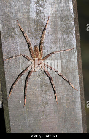 } {Araignée Huntsman Sparassidae. Danum Valley, Sabah, Bornéo Banque D'Images