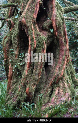 The 'Living Fossils' Metasequoia glyptostroboides (Dawn Redwood Tree), Trewidden Garden, Cornwall, Royaume-Uni. L'un des premiers spécimens introduits au Royaume-Uni Banque D'Images