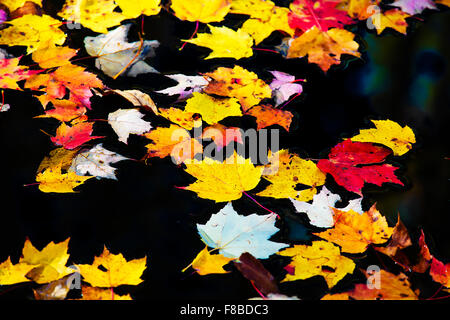 Automne feuilles d'érable flottant dans un étang d'eau calme. Banque D'Images
