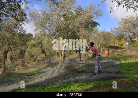 Les filets sous les arbres d'olive olives de rattrapage comme ils tombent. Banque D'Images