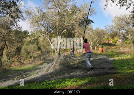 Les filets sous les arbres d'olive olives de rattrapage comme ils tombent. Banque D'Images