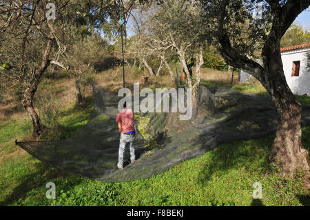 Les filets sous les arbres d'olive olives de rattrapage comme ils tombent. Banque D'Images