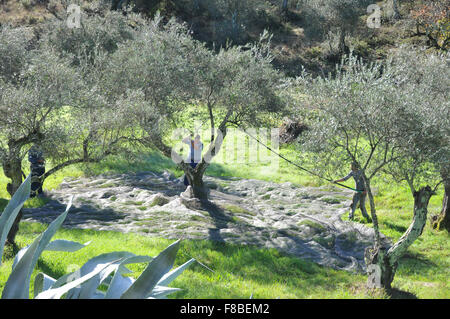 Les filets sous les arbres d'olive olives de rattrapage comme ils tombent. Banque D'Images