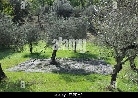 Les filets sous les arbres d'olive olives de rattrapage comme ils tombent. Banque D'Images