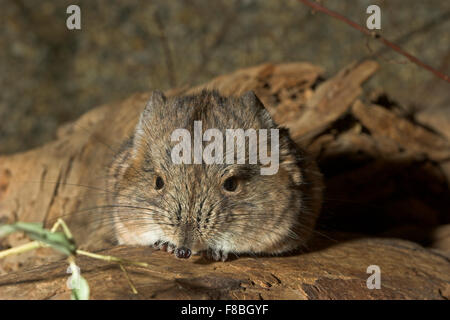 Le hibou elephant shrew, Kurzohrrüsselspringer Kurzohr-Rüsselspringer Kurzohr,,, Rüsselspringer - Macroscelides proboscideus Banque D'Images