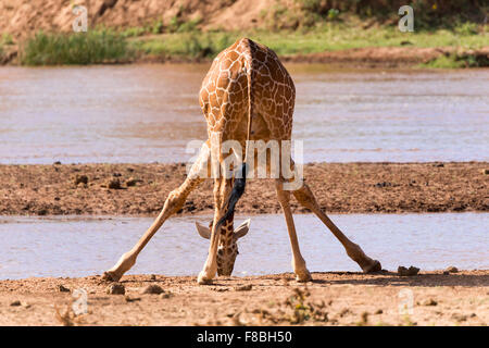 Giraffe réticulée (Giraffa camelopardalis reticulata) boire à la rivière, la réserve nationale de Samburu, Kenya Banque D'Images
