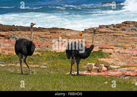 Le sud de l'autruche (Struthio camelus australis), avec des oiseaux juvéniles mâles adultes, Cap de Bonne Espérance, Table Mountain National Park Banque D'Images