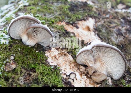 Pleurotes (Pleurotus ostreatus), Hesse, Allemagne Banque D'Images