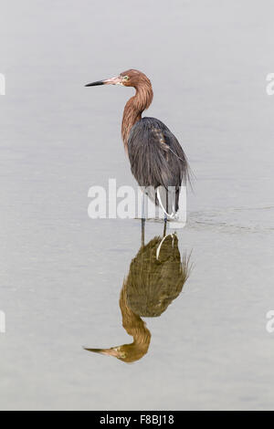 Aigrette garzette (Egretta rufescens rougeâtre) debout dans l'eau, réflexion, JN 'Ding' Darling National Wildlife Refuge, Sanibel Island Banque D'Images