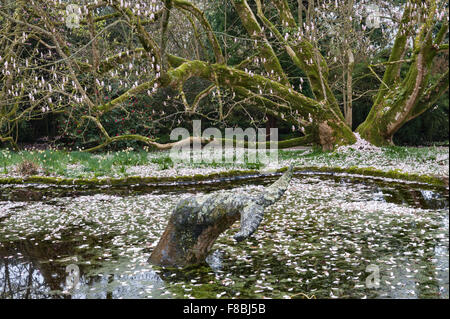 Trewidden Garden, Penzance, Cornwall, UK. Une queue de baleine émerge de l'étang, qui est couvert de pétales de magnolia tombé Banque D'Images