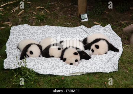 Pandas de Chengdu Panda bébé Centre d'élevage dans la province du Sichuan, Chine MA003055 Banque D'Images