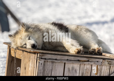 Chien de Traîneaux, Ilulissat Groenland 2015 Banque D'Images