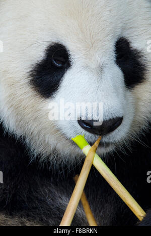Les pandas de Chengdu Panda Bambou Centre d'élevage de la province de Sichuan, Chine MA003080 Banque D'Images