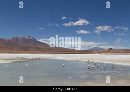 Photo de flamants roses sur la Laguna Hedionda au parc national Eduardo Avaroa dans le sud-ouest de la Bolivie. Banque D'Images