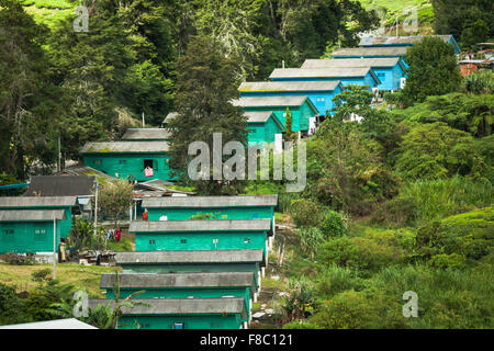 Vue paysage de plantation de thé en Cameron Highland Banque D'Images