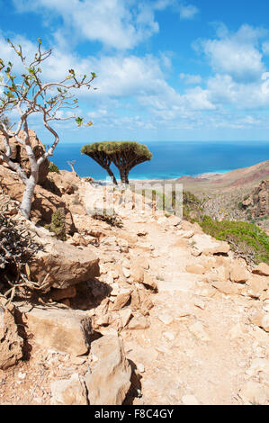 L'île de Socotra, au Yémen, au Moyen-Orient : Sang de Dragon des arbres dans la zone protégée de Homhil Plateau, golfe d'Aden, la mer d'Arabie, une biodiversité unique Banque D'Images