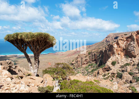 L'île de Socotra, au Yémen, au Moyen-Orient : Sang de Dragon des arbres dans la zone protégée de Homhil Plateau, golfe d'Aden, la mer d'Arabie, une biodiversité unique Banque D'Images