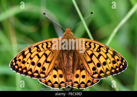Dark green fritillary (Argynnis aglaja) papillon au repos avec les ailes ouvertes et montrant sa face Banque D'Images