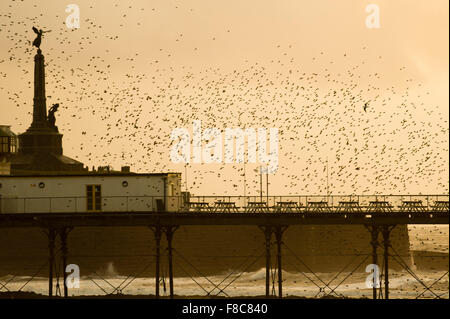 Pays de Galles Aberystwyth UK, le mardi 08 décembre 2015 d'une volée d'étourneaux l'exécution s'affiche dans l'air au-dessus de la jetée d'Aberystwyth, à l'ouest de la côte du Pays de Galles chaque soir entre octobre et mars, des dizaines de milliers d'oiseaux voler dans urmurations "énorme ; dans le ciel au-dessus de la ville avant de s'installer au perchoir pour la nuit sur les jambes de fer de fonte de la Victorian station pier. Aberystwyth est l'un des rares gîtes starling urbaine au Royaume-Uni Crédit photo : Keith Morris / Alamy Live News Banque D'Images