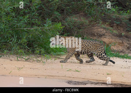 Jaguar (Panthera onca), Cuiaba river, Pantanal, Mato Grosso, Brésil Banque D'Images