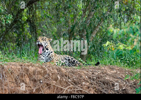 Jaguar (Panthera onca) située sur une rive du fleuve et le bâillement, Cuiaba river, Pantanal, Mato Grosso, Brésil Banque D'Images