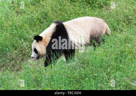 Des profils grand panda (Ailuropoda melanoleuca), de la Chine et de Conservation Centre de recherche pour les pandas géants, Chengdu, Sichuan, Chine Banque D'Images