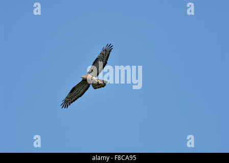 Buzzard Wespenbussard / miel européens ( Pernis apivorus ) en vol avec ses proies dans ses serres contre le ciel bleu. Banque D'Images