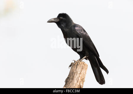 Un Corvus macrorhynchos Jungle Crow Bandhavgarh Banque D'Images