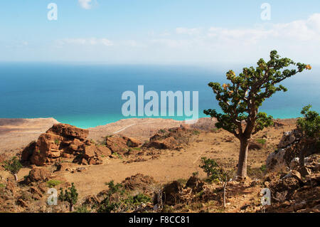 Socotra, île, Yémen, Moyen Orient : vue panoramique sur la mer d'Oman à partir de la zone protégée de Homhil Plateau, une biodiversité unique, arbres endémiques Banque D'Images