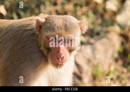 Un macaque rhésus dans Bandhavgarh, Inde Banque D'Images