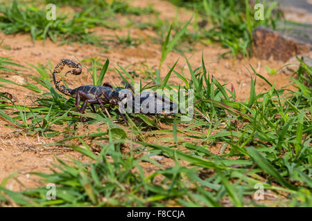 Un énorme scorpion noir indien Heterometrus swammerdami à Bandhavgarh Banque D'Images