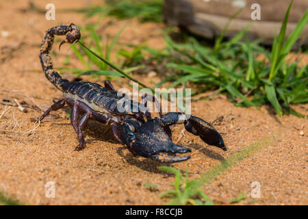 Un énorme scorpion noir indien Heterometrus swammerdami à Bandhavgarh Banque D'Images